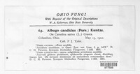 Albugo candida image